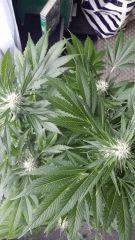 Floraison  48 (5)