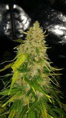 Floraison  69 (9)