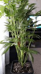 Floraison  28 (2)