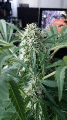Floraison  46 (12)