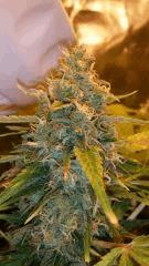 Floraison  68 (10)