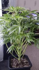 Floraison  21 (14)