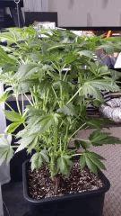 Floraison  18 (10)