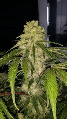 Floraison  55 (17)