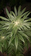 Floraison  42 (9)