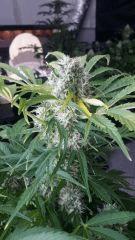 Floraison  54 (16)
