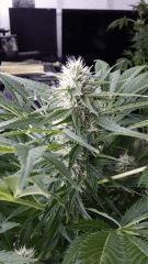Floraison  48 (7)
