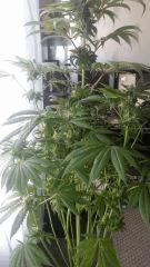 Floraison  56 (2)