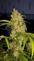 Floraison  61 (16)