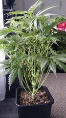 Floraison  22 (6)
