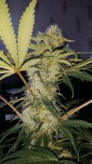 Floraison  43 (17)