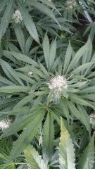Floraison  44 (4)