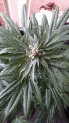 Floraison  51 (1)