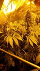 Floraison  68 (6)
