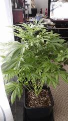 Floraison  34 (18)