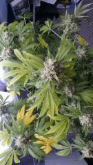 Floraison  63 (17)