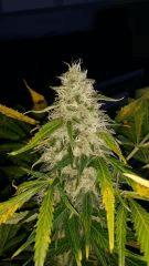 Floraison  61 (13)
