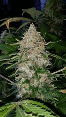 Floraison  64 (7)