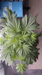 Floraison  17 (9)