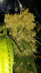 Floraison  65 (7)