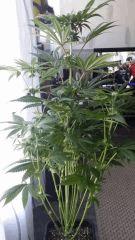 Floraison  37 (2)