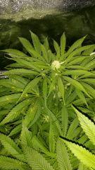 Floraison  33 (2)