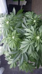 Floraison  32 (14)