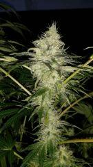 Floraison  51 (26)