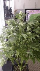 Floraison  38 (19)