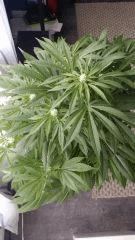 Floraison  31 (18)