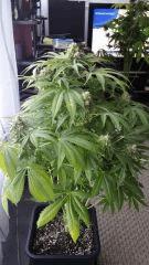 Floraison  61 (5)