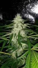 Floraison  53 (12)