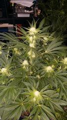Floraison  29 (11)