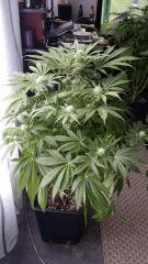 Floraison  39 (6)