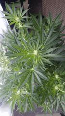 Floraison  24 (4)