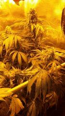 Floraison  60 (6)