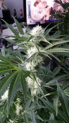 Floraison  35 (12)