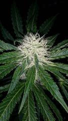 Floraison  32 (7)