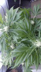 Floraison  52 (7)
