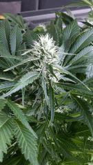 Floraison  46 (9)