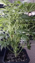 Floraison  20 (10)