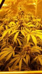 Floraison  68 (7)