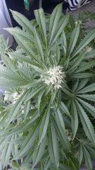 Floraison  52 (4)