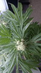 Floraison  43 (13)