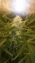 Floraison  50 (15)