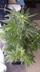 Floraison  29 (1)