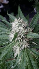 Floraison  39 (16)