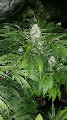 Floraison  57 (3)