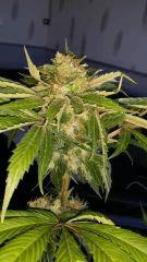 Floraison  58 (3)