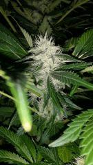 Floraison  51 (14)